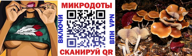 дарнет шоп  darknet наркотические препараты  Галлюциногенные грибы Psilocybine cubensis  Енисейск 